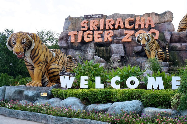 Sriracha Tiger Zoo 1